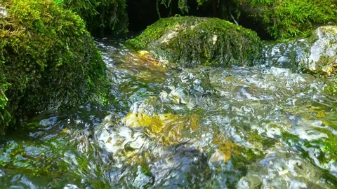 A small forest stream with clear water flows over rocks Stock Footage 128687442