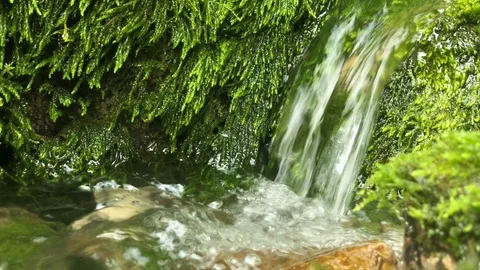 A small forest stream with clear water flows over rocks Stock Footage 128906291