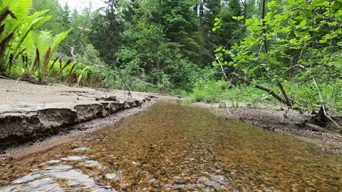 Small forest stream with clear water Stock Footage 155695115