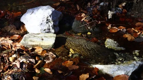 A small forest stream with clear water gently flowing over stones Stock Footage 330846214