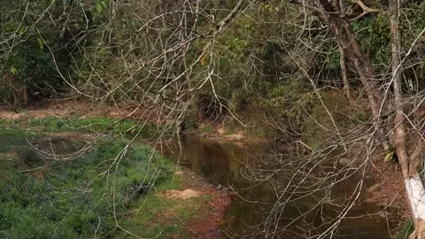Small forest stream with dry branches and green vegetation Stock-Footage 332611430