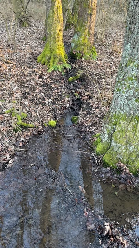 Small forest stream flowing between mossy trees Stock Footage 303383110