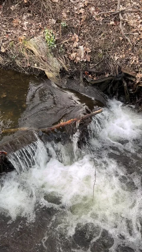 Small forest stream flowing over fallen branches Stock Footage 303383120