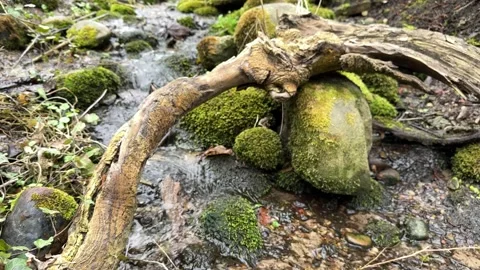 Small forest stream flowing over mossy rocks Stock Footage 306573902