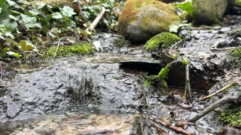 Small forest stream flowing over mossy rocks Stock Footage 306573904