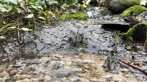 Small forest stream flowing over mossy rocks Stock Footage 306573905