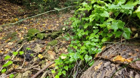 Small forest stream flowing over leaves and moss after rain Stock Footage 319060681