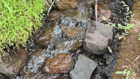 Small Forest Stream Flowing Over Stones,Calm Nature Background Stock Footage 320480589