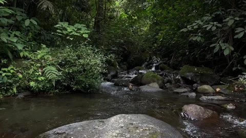 Small Forest Stream Flowing Over Rocks in Lush Tropical Jungle, Tracking Shot Stock Footage 324851784