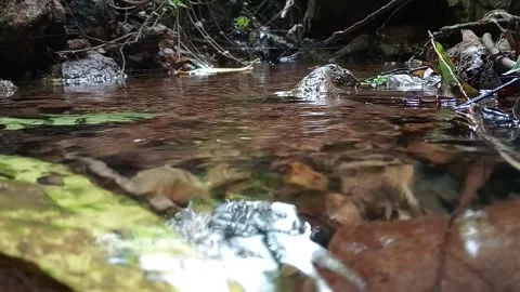 Small Forest Stream Flowing Over Rocks in Tropical Nature Stock Footage 329781725