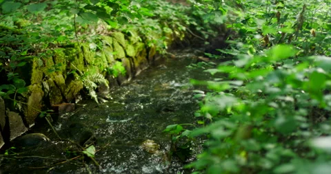 Small Forest Stream Flowing Past Mossy Stone Wall in Lush Green Woods Video stock 330112791