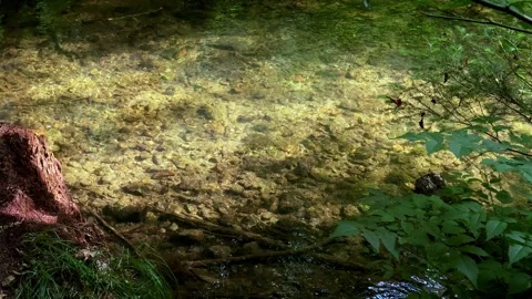 Small forest stream flowing peacefully through Saxon Switzerland in Germany. Stock Footage 341461080