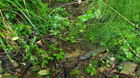 Small forest stream flowing through green grass after fresh rain Stock Footage 319060662