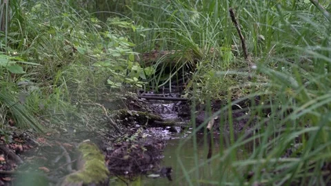 Small Forest Stream Flowing Through Green Grass and Mud Stock Footage 323770494
