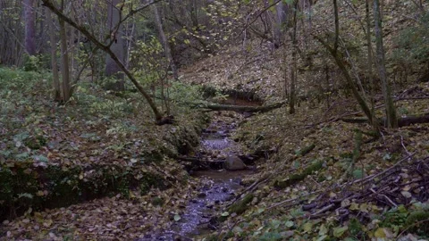 Small Forest Stream Flowing Through Autumn Woodland Stock Footage 325965180