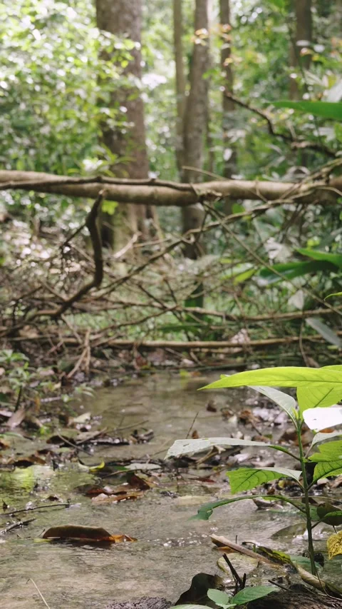 Small Forest Stream Flowing Through Woodland, Calm Nature Scene with Soft Light Video stock 327205475