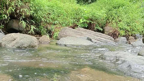 Small Forest Stream Flowing Through Green Nature Stock Footage 329873130