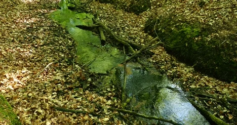 Small forest stream flowing through fallen leaves in a Forest Poland Video stock 334330863