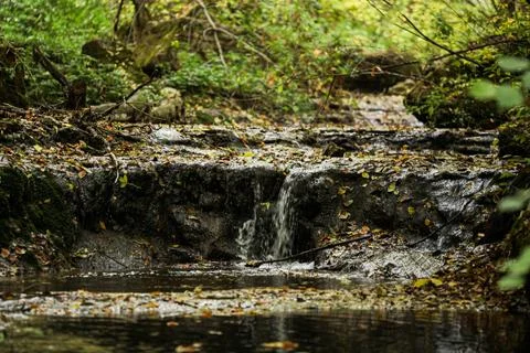 A small forest stream flows among dense grass, trees and shrubs. Forest plants Stock Photos