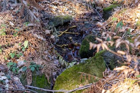 Small forest stream flows between mossy rocks covered with dried autumn leaves, Stock Photos
