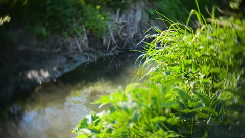A small forest stream flows gently through vibrant green grass.  Video stock 337131754