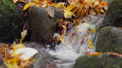 Small forest stream flows over a tiny waterfall among rocks. Colorful autum.. Video stock 329959825