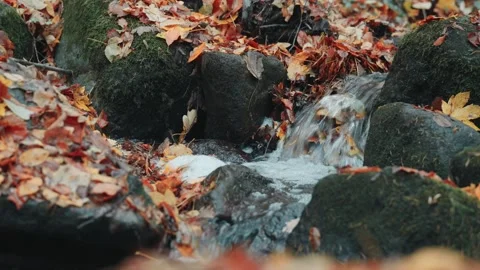 Small forest stream flows over a tiny waterfall among rocks. Colorful autum.. 库存影片 329959840