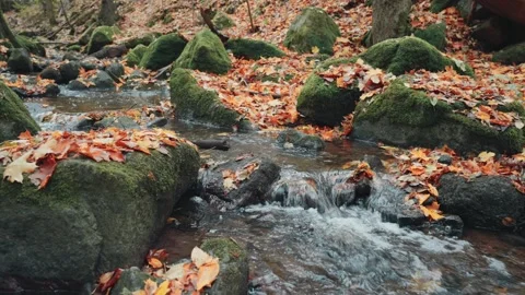 Small forest stream flows over a tiny waterfall among rocks. Colorful autum.. 库存影片 329959874