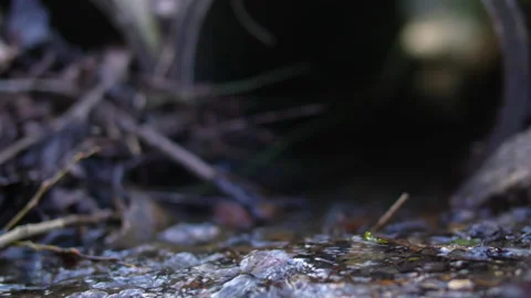 Small forest stream flows into pipe super shallow depth of field (f0.95) Stock Footage 235175792