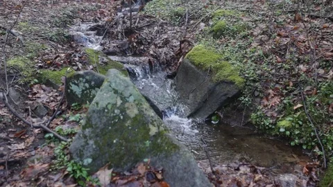 Small Forest Stream 動画素材 87741321
