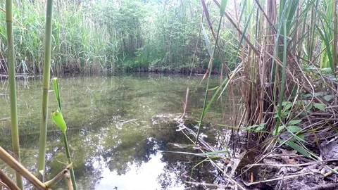 Small forest stream 動画素材 130203088