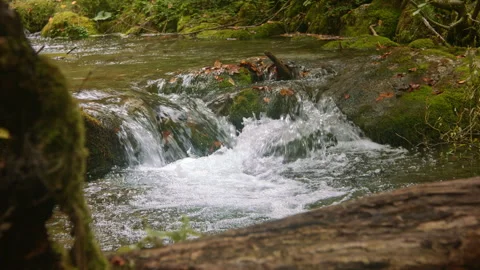 Small forest stream Stock Footage 259053920