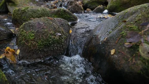 Small forest stream. Stockbeeldmateriaal 322957245