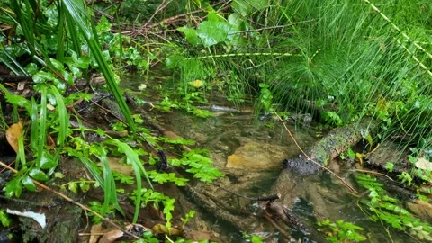 Small Forest Stream with Green Plants in 4K Stock Footage 318674785