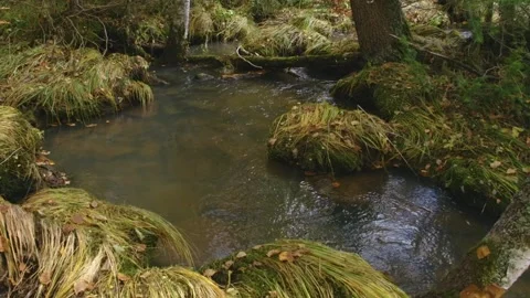 Small forest stream with mossy banks in the Southern Urals, Russia Stock Footage 325449982