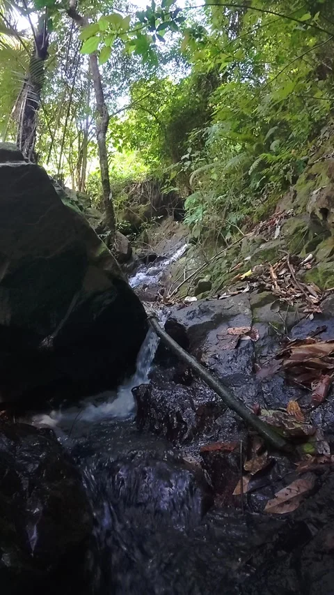 Small Forest Stream Over Rocks Stock Footage 333039586