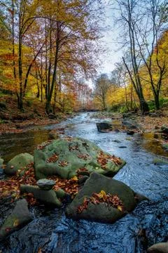 Small forest stream Stock-Fotos