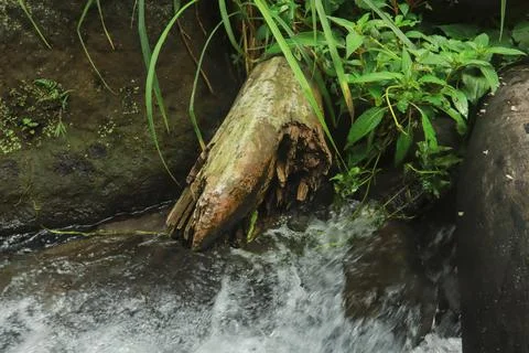 Small Forest Stream Stock Photos
