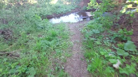 Small Forest Stream Reflecting Trees in Calm Water During Sunset Stock Footage 334795020