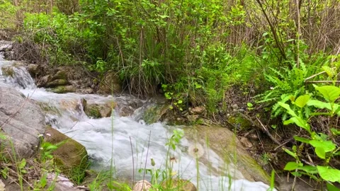 Small forest stream with rocks and lush green vegetation flow Stock Footage 310247158
