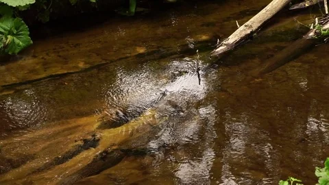 Small forest stream. Slow motion 스톡 동영상 77752579