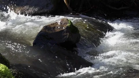 Small forest stream in sunlight 스톡 동영상 273156673