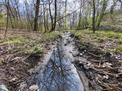 A small forest stream in a sunny spring day. Kyiv, Ukraine. Stock Photos