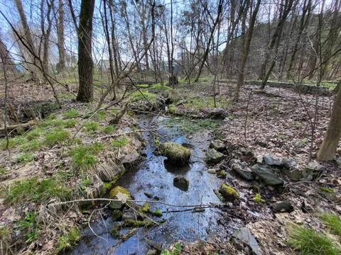 A small forest stream in a sunny spring day with small bridge. Syrets river Stock-Fotos