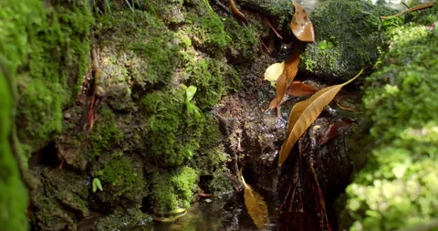 Small forest stream surrounded by green moss and soft sunlight. Stock Footage 320318378