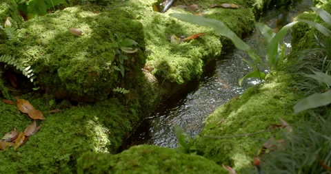 Small forest stream surrounded by green moss and soft sunlight. Stock Footage 320318400