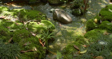Small forest stream surrounded by green moss and soft sunlight. Stock Footage 320318429
