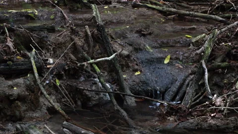 Small forest stream trickling over mud and dead tree branches Video stock 332045589