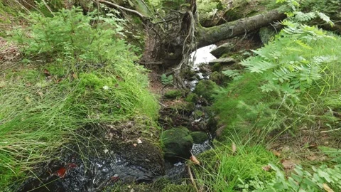 Small Forest Stream Under Fallen Tree Stock-Footage 330863458