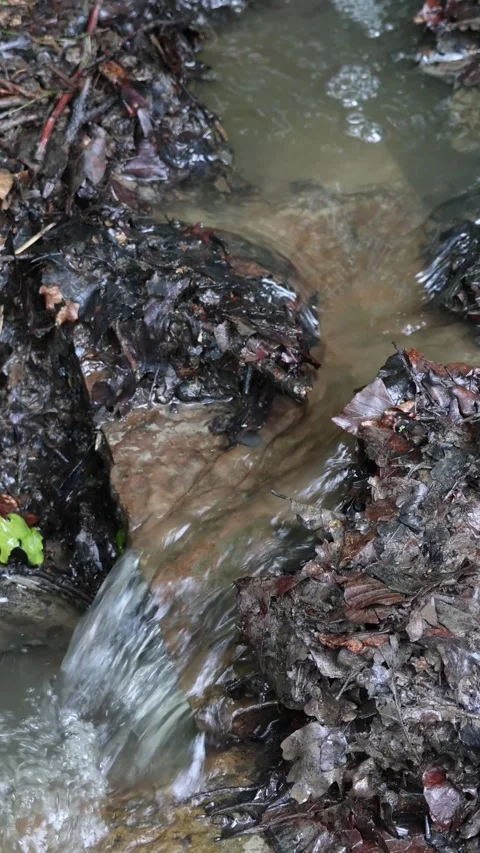 Small forest stream water flowing over rocks 库存影片 338281668